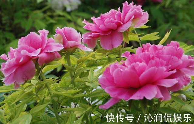 推荐几朵香香花,夏天开花不断,放在室内,香香一整夏,花开艳丽