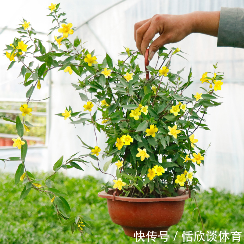 花开惊艳的8种“大毒花”，连叶片都带毒，家里若养着，光看别动