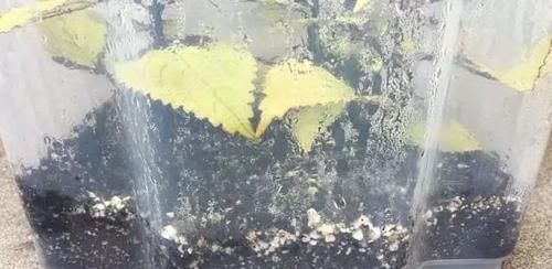 繁殖|买个保鲜盒扦插繁殖盆栽植物,成功率可以提高几倍