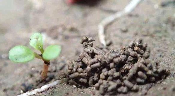 君子兰,两种“零食”喂下去,叶肥花多,爆满盆