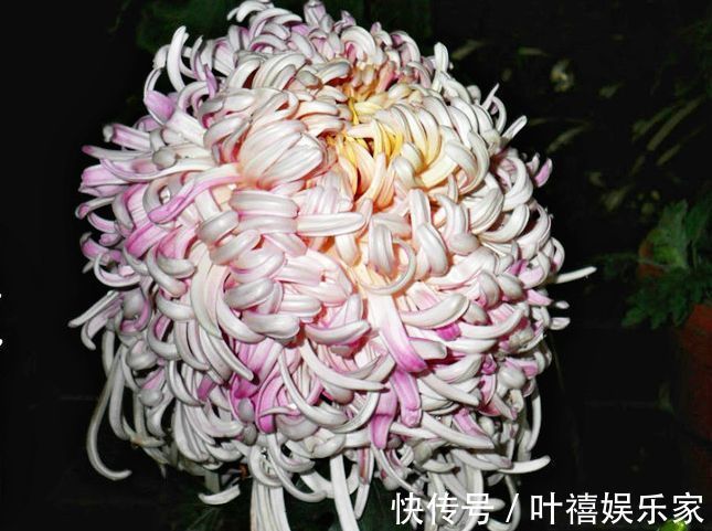 球根海棠|此款几款花卉,美如玫瑰,仙气十足,四季花开不停,阳台变花海