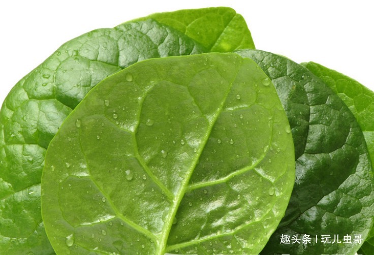 木耳菜|木耳菜口感鲜嫩、清香脆口，重视水肥管理，种出绿色优质的木耳菜