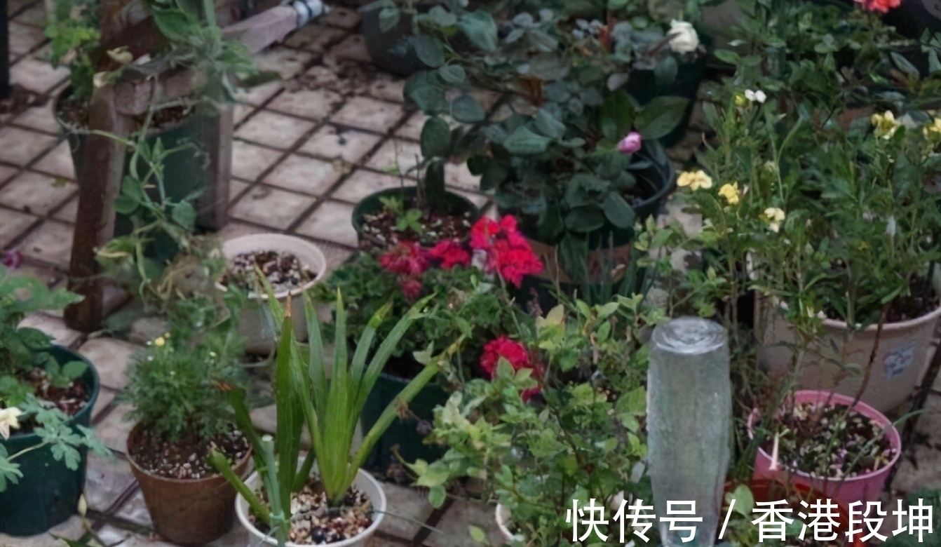 20多岁开始养花,宁愿少买衣服,也要多买几盆花,这才是爱花之人