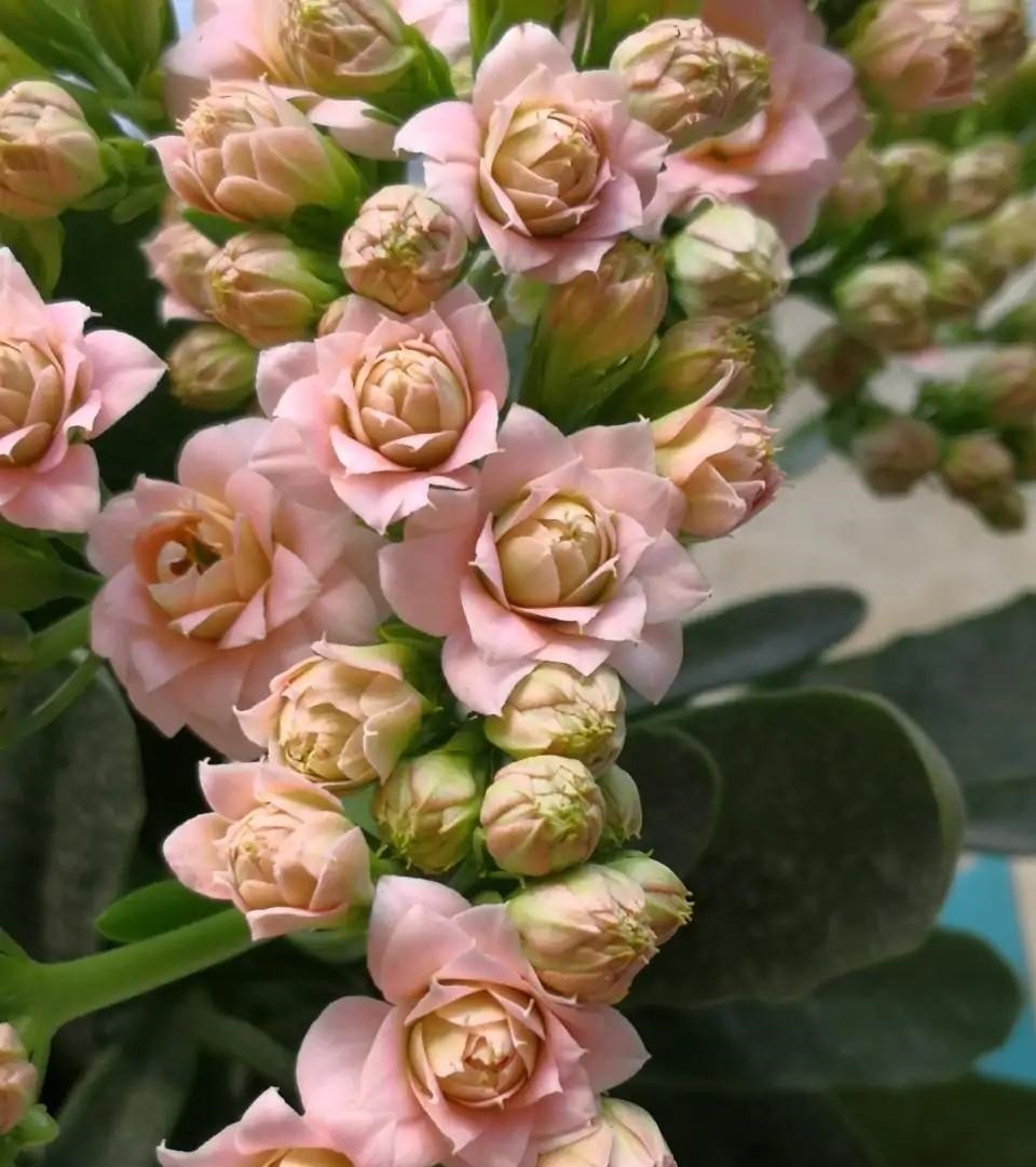 75个长寿花品种，一个比一个美，一起来认识一下吧！