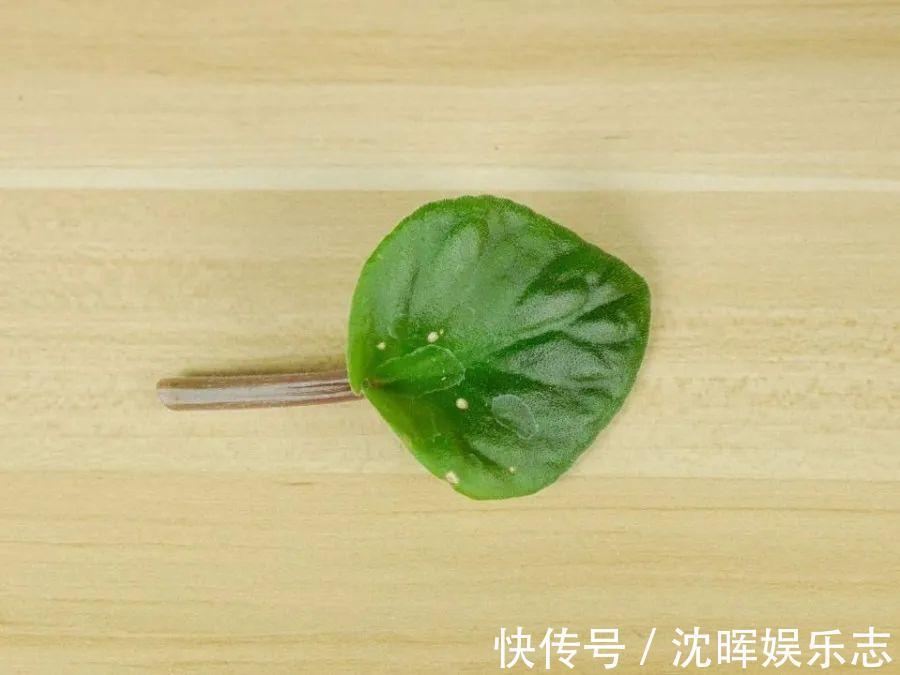 非洲堇|这花送人,只用送一片叶子,插土就活不心疼!