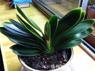 盆栽|为什么盆栽君子兰长势不佳？找准这3方面原因，叶片突突长不停