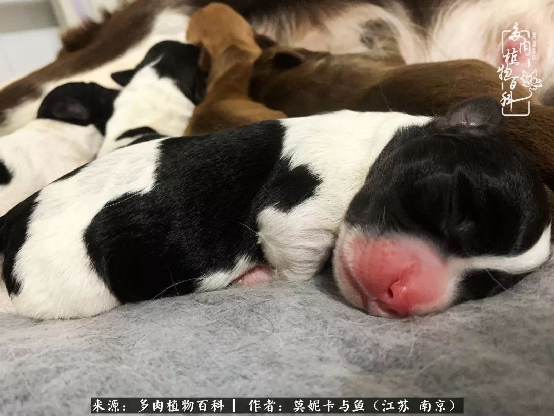 这多肉拼盘这么仙！如何制作达人手把手教你制作长生草拼盘！