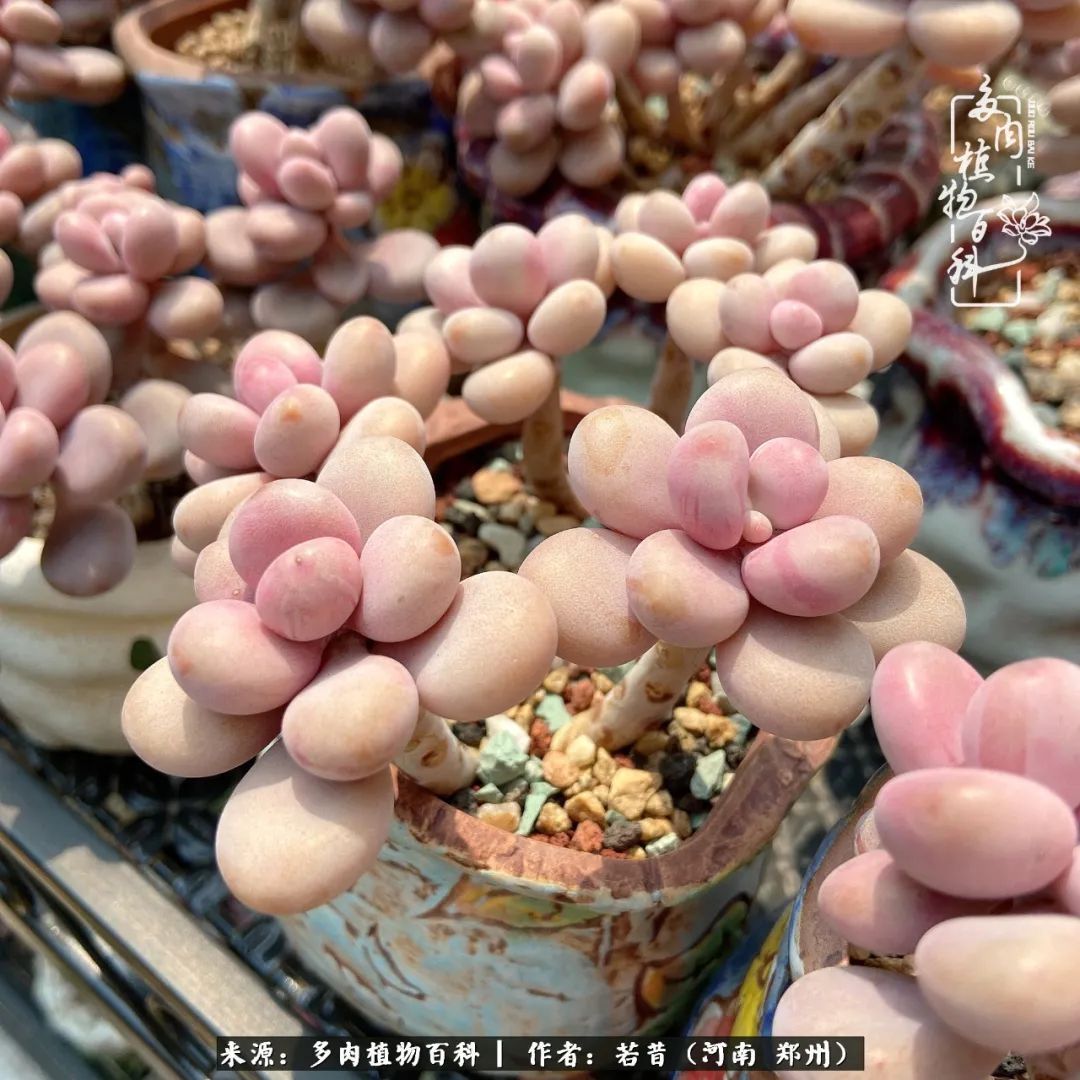 迷你小院儿,种满多肉、花草和蔬果,沉醉在自己的世外桃源!