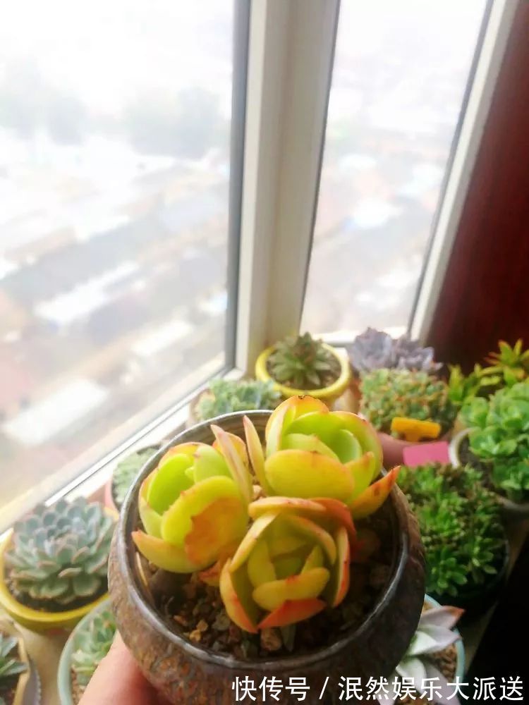 蚧壳虫|为肉痴狂!多肉植物也会用最美的容颜报答我们的勤劳付出!