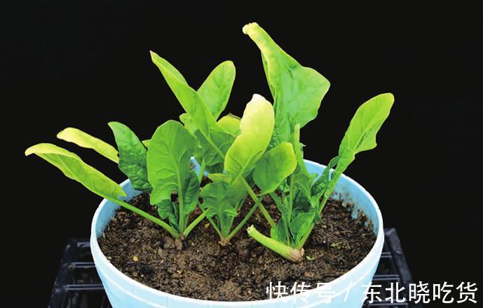 菠菜“太贵啦”，不如自己在家种，掌握4个技巧，一个冬天吃不完
