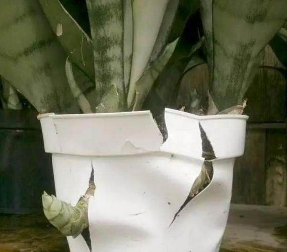 虎皮兰不长芽打开小开关,叶子厚又直,挤满一圈“肥崽子”