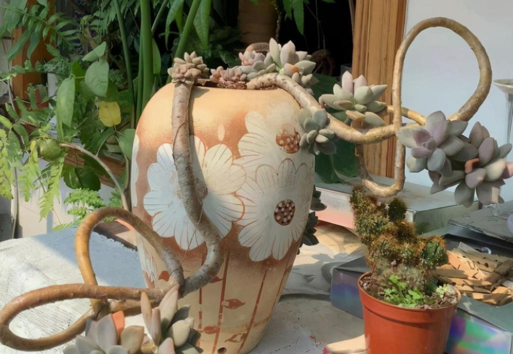 春季养多肉，先用水催养，再控成大老桩，还不信多肉不出悬挂老桩