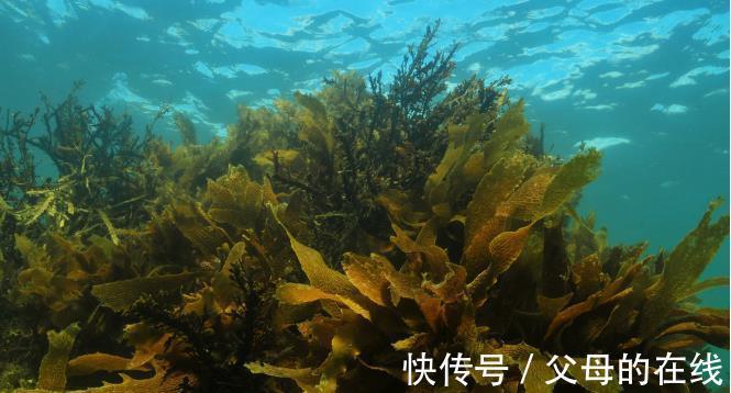 海带|海带能调节“三高”，还有预防肿瘤等8大功效，但这4类人不宜吃