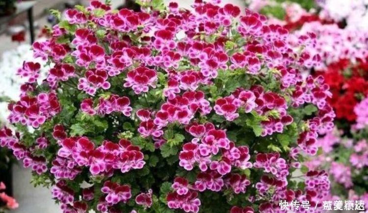 三角梅|被称为“开花劳模”的4种花，一开就是300多天，漂亮花期长