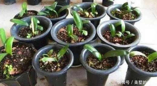 生根|扦插君子兰、蟹爪兰,就用3种“溶液”,白根疯长,不久就成活