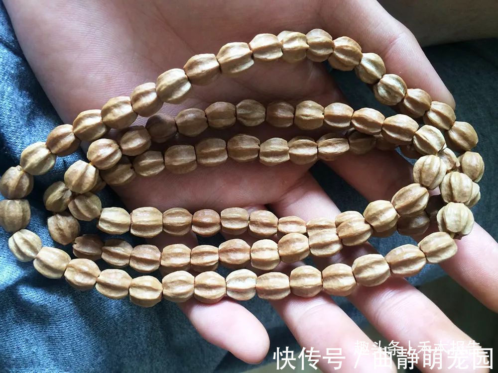 岭南采药录|酷似枣子,儿时一捡十几斤,果核可用来做手串,果肉还能除冻疮