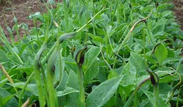 农村不起眼的3种野草,治疗咳嗽是一绝,很多人不知晓