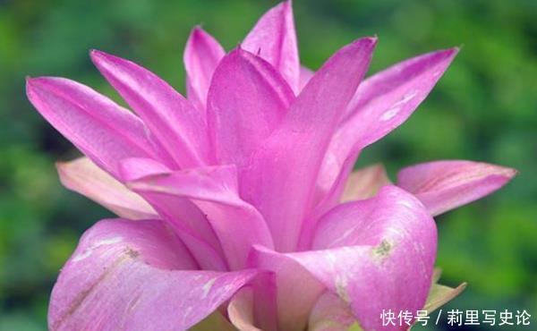 此花花开美而不艳,有极强的药效功能,寓意着身体安康!