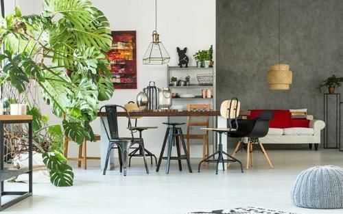 室内养花草总生虫怎么办?舍得做到“这点”,就不用搬出屋了