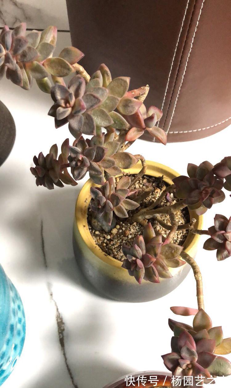 多肉晒太阳不是你想晒就晒的，你看看这些多肉就知道了