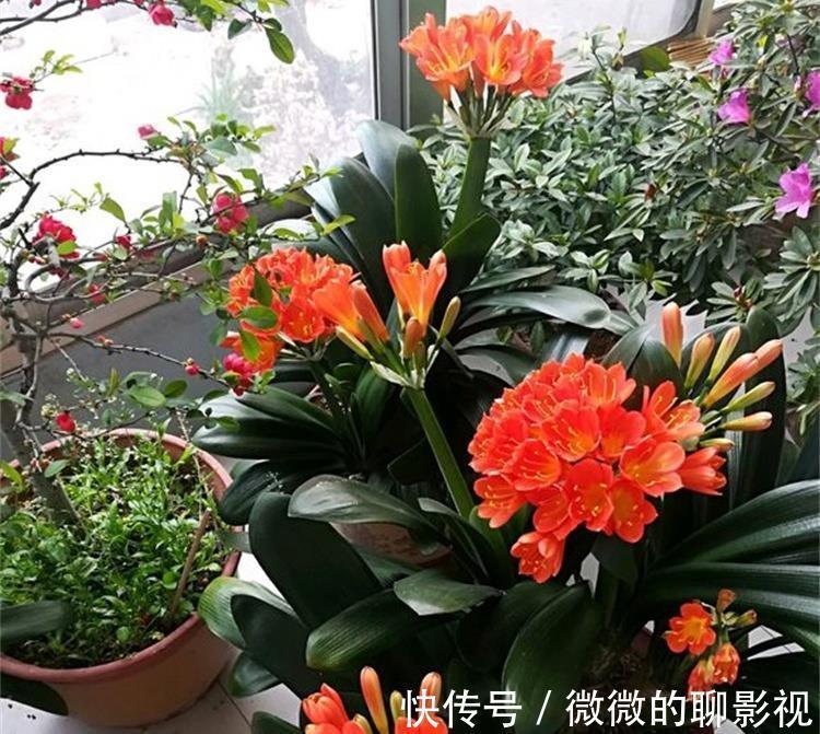 5种公认的富贵花，适合养客厅，贵气又吉祥，有钱人家都爱养