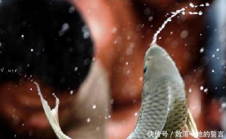 古代|中国四大名鱼,在古代都是皇帝的贡品,如今也是国宴必备佳肴!