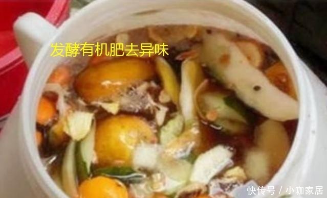  么我们可以|橘子皮的用途很多，在养花过程中就有4大功能，可能你不知道