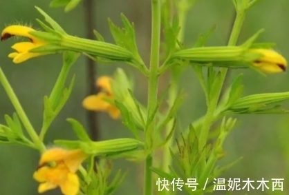 遇见|它的花似芝麻花，曾用皇帝的名字命名，遇见是福气