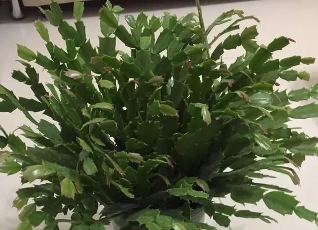 盆底|盆里扔2样东西,养花10年不烂根,叶子油光瓦亮,花苞挂满枝头