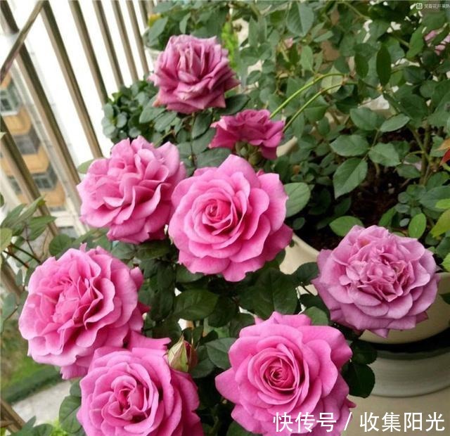 5月养月季，“一剪二施三喷”，月季积累“能量”，持续开爆花！