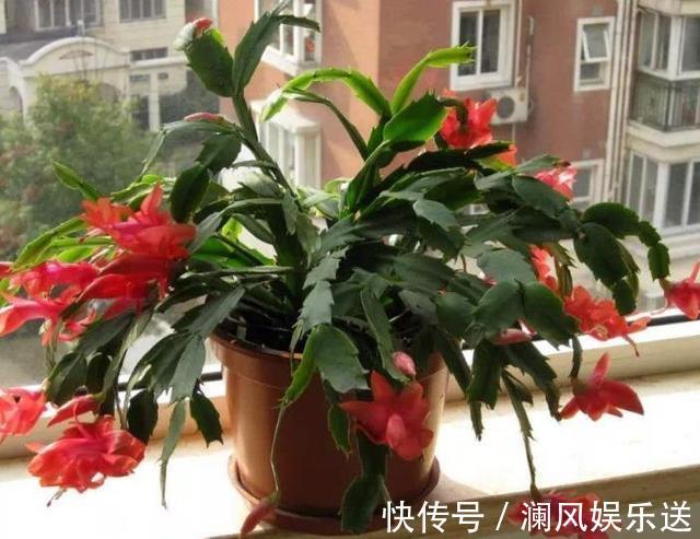 开花|想让蟹爪兰在“春节”开花,提前“喂点它”,花芽乱窜,花朵多!
