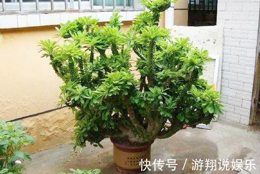 镇宅|身高八尺的“麒麟掌”,养护3个要点,长的威风凛凛,保家镇宅