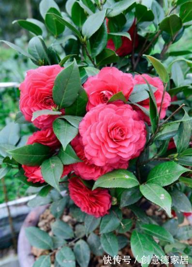 花芽|秋天养茶花,学会施肥“事半功倍”,不黄叶不掉苞,开花又大又美