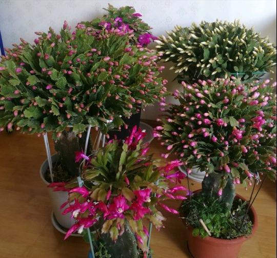 10种“吉利花”，“穷养”才能长大，越挤越壮实，越大越“旺家”