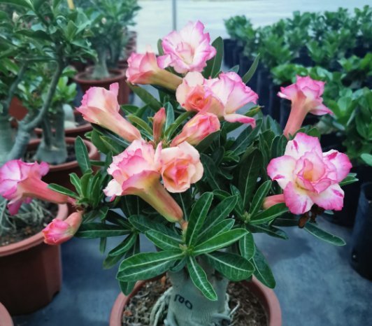 多肉植物|8种常见的花夏季就得“狠劲晒”,越晒长得越旺,越晒越容易开花