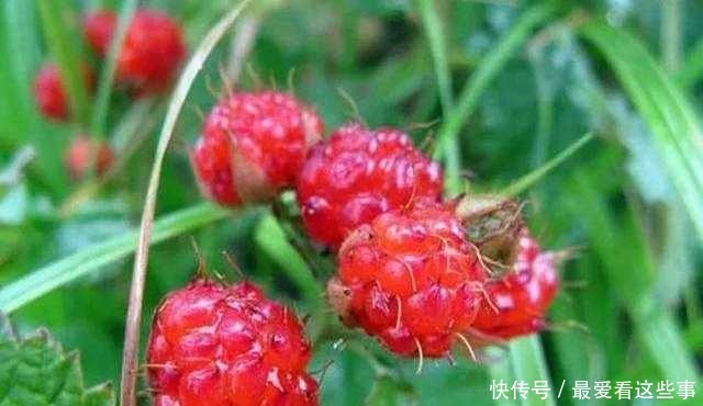农村老人常说有毒不能吃,殊不知是“维C之王”,一斤可卖60元
