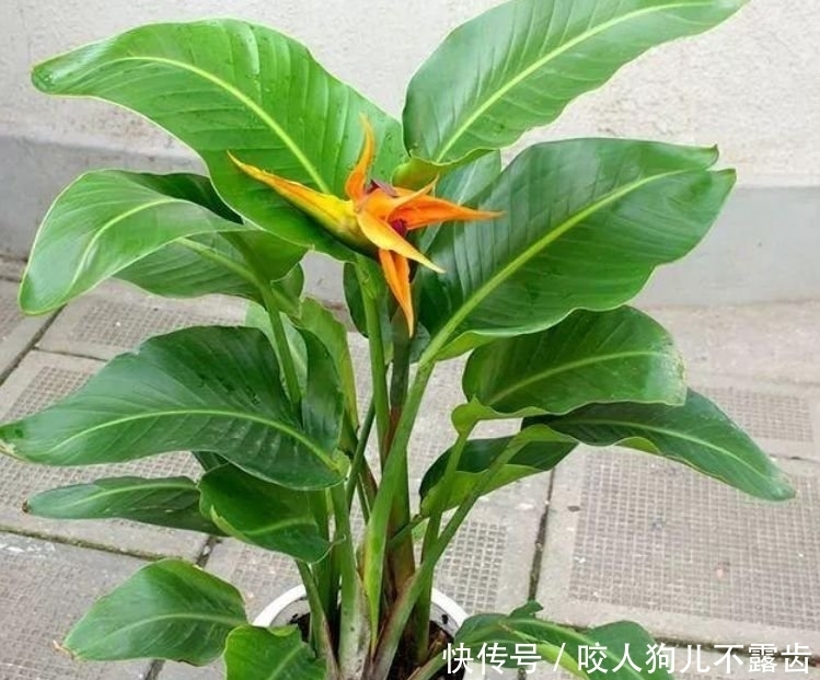 最适合新手养的4种花，沾土就能活，浇水就疯长，开花爆盆很容易