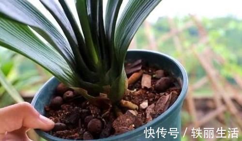 养花烂根不是大问题!土里埋点它,根须刷刷长满盆,越来越壮实