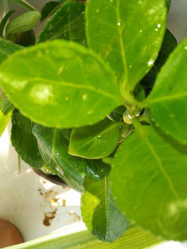 植株上的小黑飞虫，怎么赶也赶不走，用这一招效果真不错