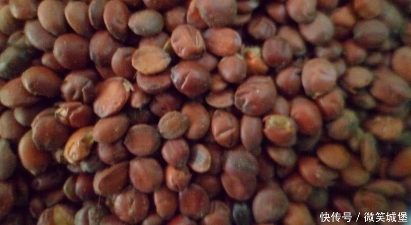 失眠|乡下这种小野果,特别功效能治失眠,果仁很珍贵药店1千克30元