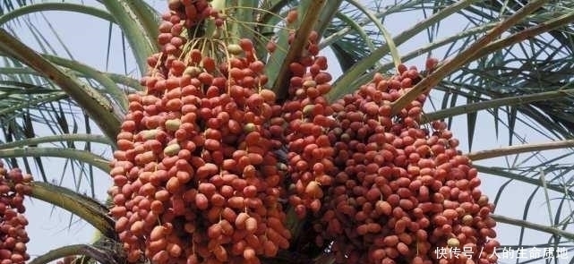 喜爱|被国人嫌弃的水果,却深受迪拜土豪的喜爱,一斤卖到1000元