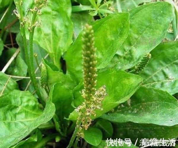 男女老少|常吃车前草身体好,竟然还有这么多功效,男女老少都离不开!