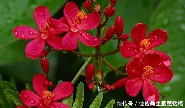 卵形|世界十大花期最长的花,全年都开的花有哪些什么花的赏花期最长!