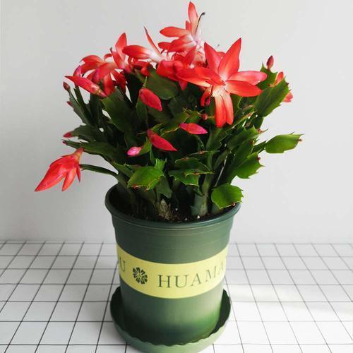 蟹爪兰，株型优美，观赏价值高，盆栽要如何管理呢