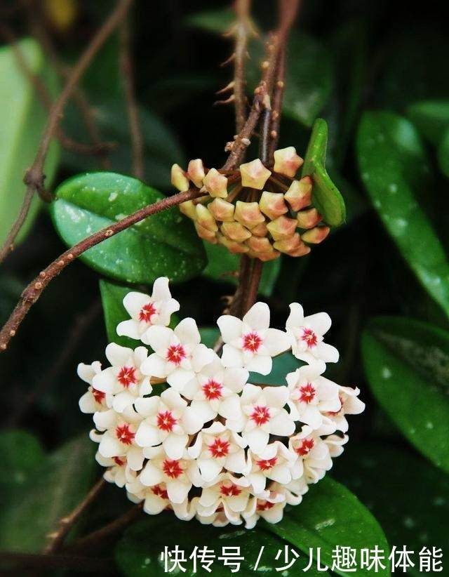 球兰怎么养才能开花多 球兰快速开花的小窍门看这里!