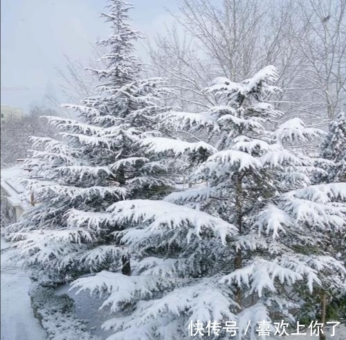 卜算子$瑞雪纷飞满树花,梅花绽蕊万点红(原创首发)