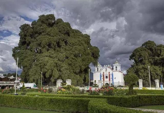 地球上5棵超大树木：美国一棵红杉重2800吨，我国这棵独占8.6亩地