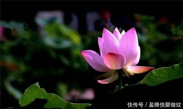 生活|大彻大悟的佛家禅语,人生哲理!