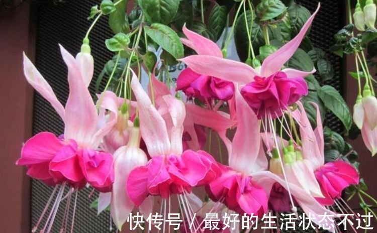家养此款花卉,开花勤爱爆盆,直接变成小花园,花朵硕大,花期长