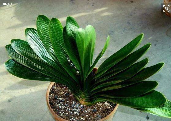 君子兰“开花”讲究大，好好催一催，接着冒花箭，花比拳头大